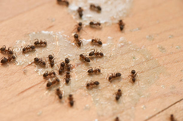 Best Local Pest Control Services  in Bellmawr, NJ