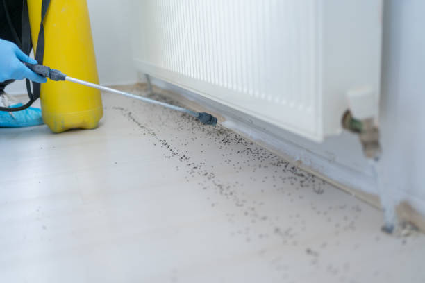Best Rat Extermination Near Me  in Bellmawr, NJ