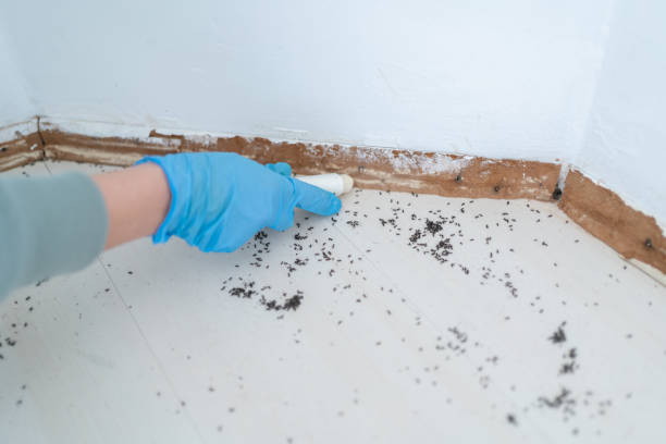 Reliable Bellmawr, NJ Pest Control Solutions